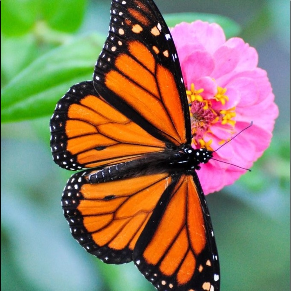 Meet your Posher, Gipsy